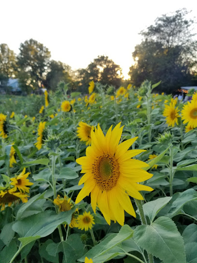 Millsap Farm