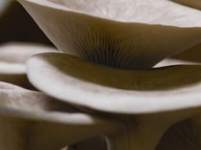 Great Lakes Mushroom Company