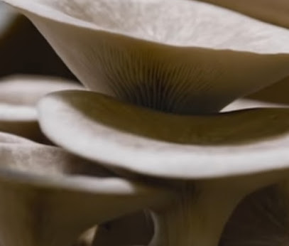 Great Lakes Mushroom Company