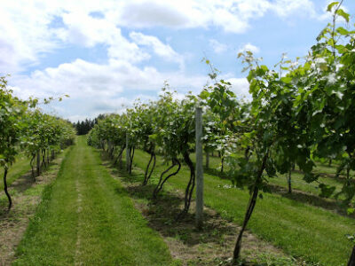Saint Croix Vineyards