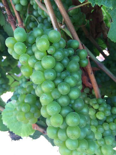 Broadway Vineyards Llc
