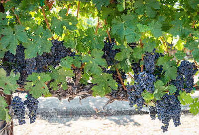 Oso Libre Winery