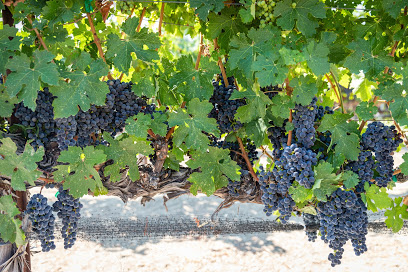Oso Libre Winery
