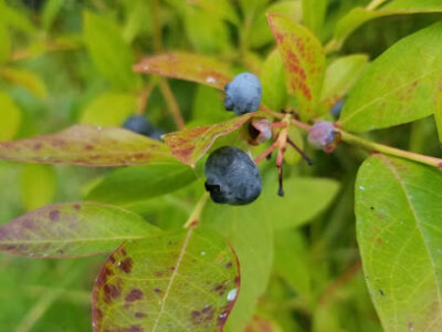 Carr's Organic You-pick Blueberries