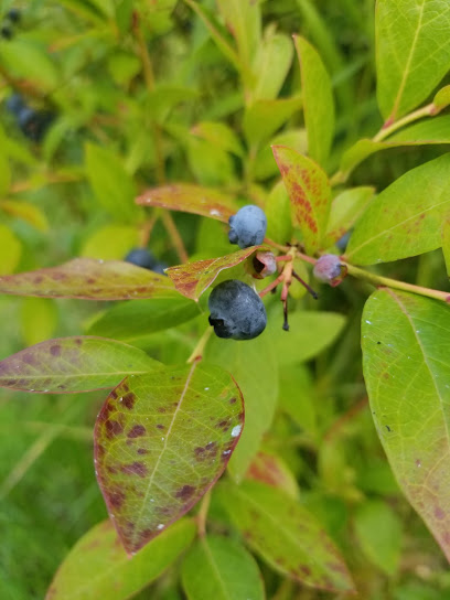 Carr's Organic You-pick Blueberries