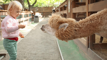 Arapaho Rose Alpacas