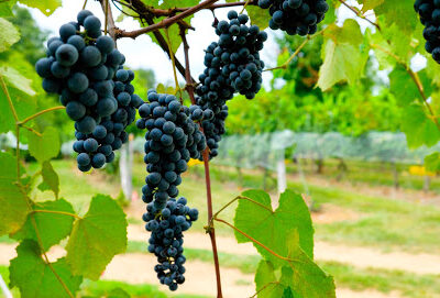 Elk Island Winery