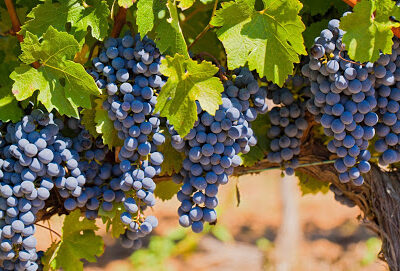 Piedra Creek Winery