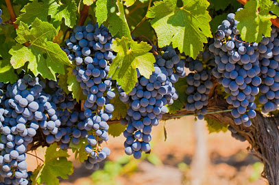 Piedra Creek Winery