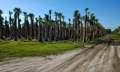 Boggy Creek Tree Farms, LLC