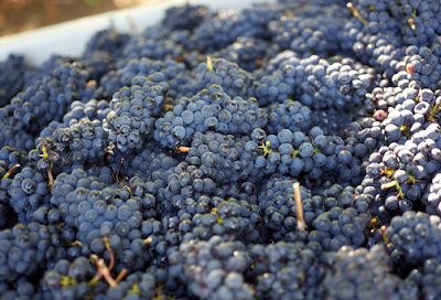 Whiskey Hill Winery & Postlewait's Vineyards