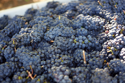 Whiskey Hill Winery & Postlewait's Vineyards