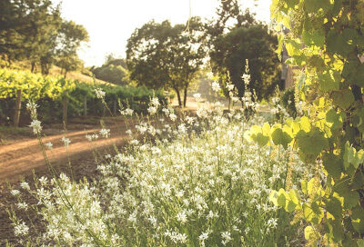 Theorem Vineyards