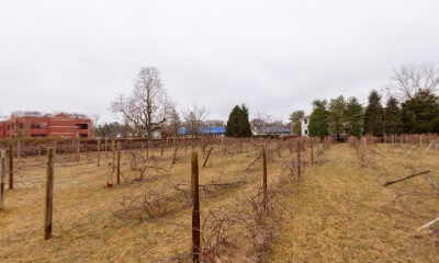 Linwood Vineyard