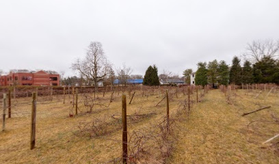 Linwood Vineyard