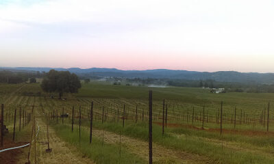 Redwood Valley Vineyards