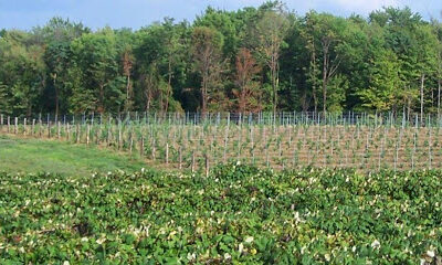 Kosicek Vineyards