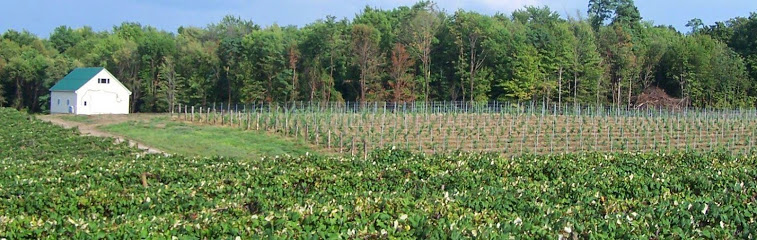 Kosicek Vineyards