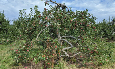 Lavoies Farm