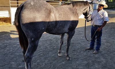 Kennewick Quarter Horse Farm
