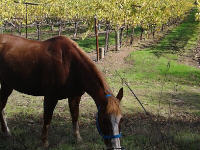 Windy Hill Ranch