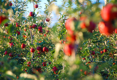 Harbes Orchard