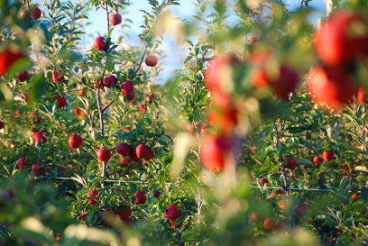 Harbes Orchard
