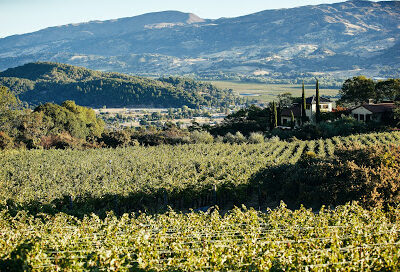 Topel & Orsa Wines