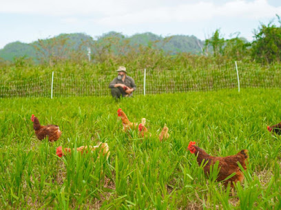Karma Honey Project Sunflower Fields and Pastoreo Farmers Market
