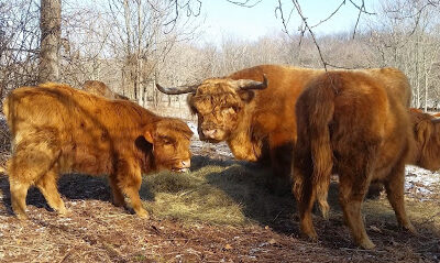 Sycamore Spring Farm