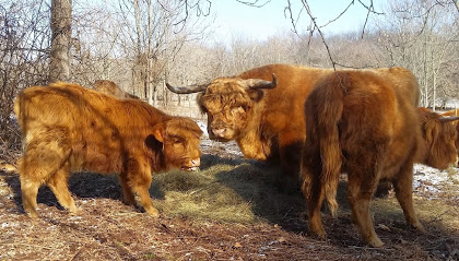 Sycamore Spring Farm