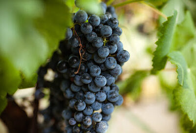 Los Pinos Ranch Vineyards - Fredericksburg