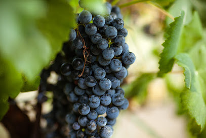 Los Pinos Ranch Vineyards - Fredericksburg