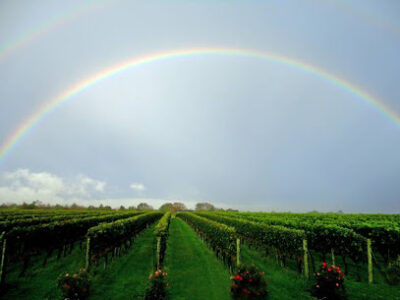 Wölffer Estate Vineyard