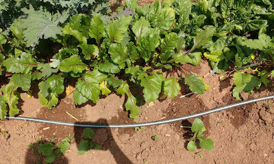 UGArden Student Community Farm