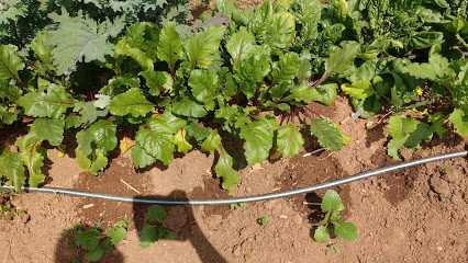 UGArden Student Community Farm