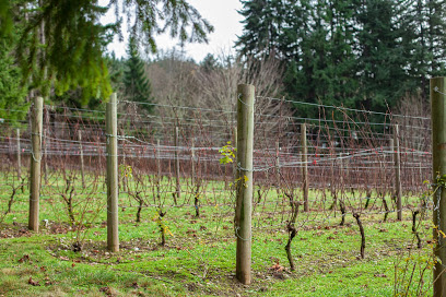 Perennial Vintners