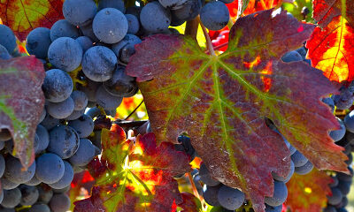 Fortino Winery and Event Center
