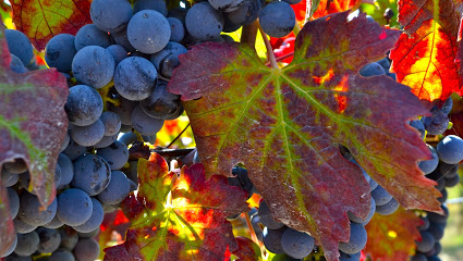 Fortino Winery and Event Center