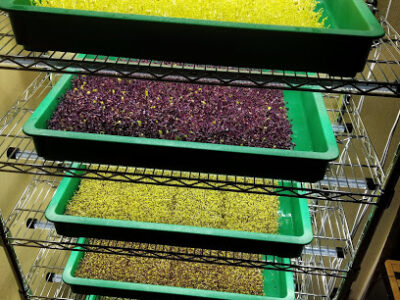 Reno Living Microgreens LLC