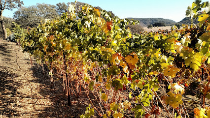 Black Cat Vineyard