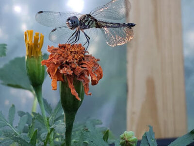 Urbana Farmstead - Farmer's Market, Kitchen, and Farm