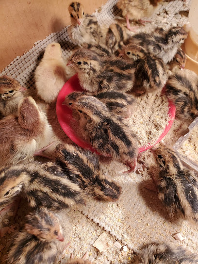 Mid Tenn Quail Farm