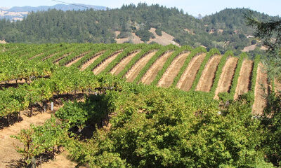 Raymond Burr Vineyards