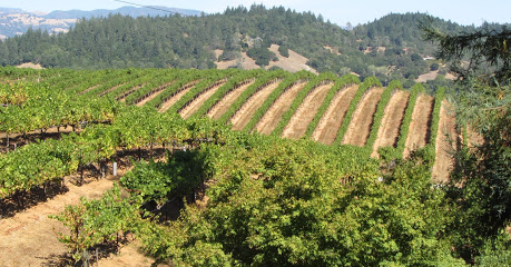 Raymond Burr Vineyards