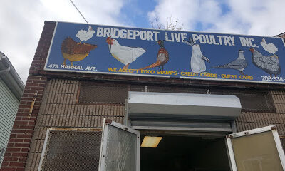 Bridgeport Lives Pro