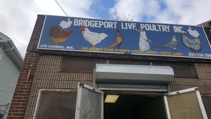 Bridgeport Lives Pro