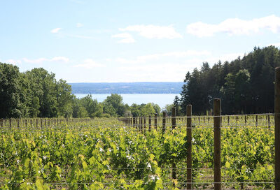 Toro Run Winery
