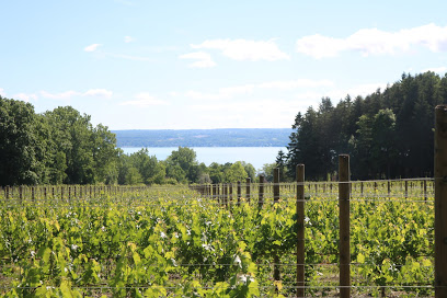 Toro Run Winery