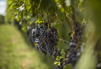 Shadow Springs Vineyard